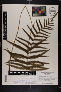 Thelypteris kunthii image