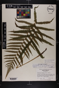 Thelypteris kunthii image