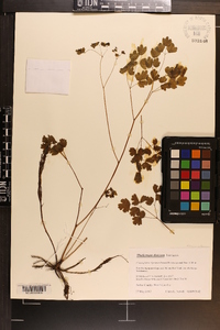 Thalictrum dioicum image