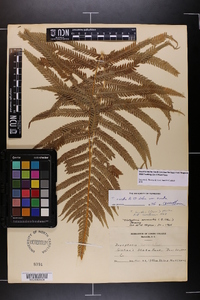 Thelypteris ovata image