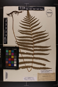 Thelypteris kunthii image