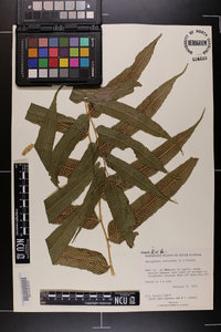 Thelypteris reticulata image