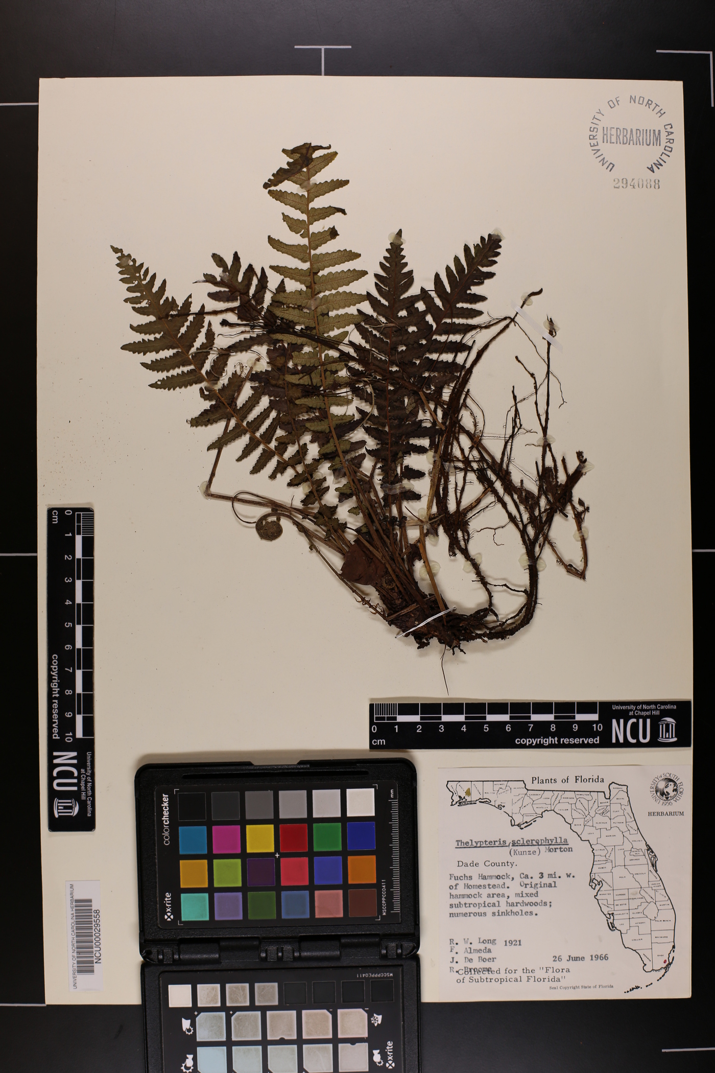 Thelypteris sclerophylla image