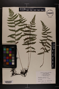 Thelypteris palustris var. pubescens image