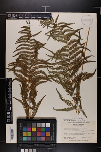 Thelypteris palustris var. pubescens image