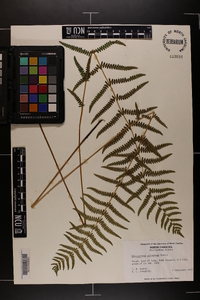 Thelypteris palustris var. pubescens image