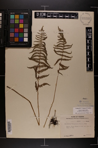 Thelypteris palustris var. pubescens image