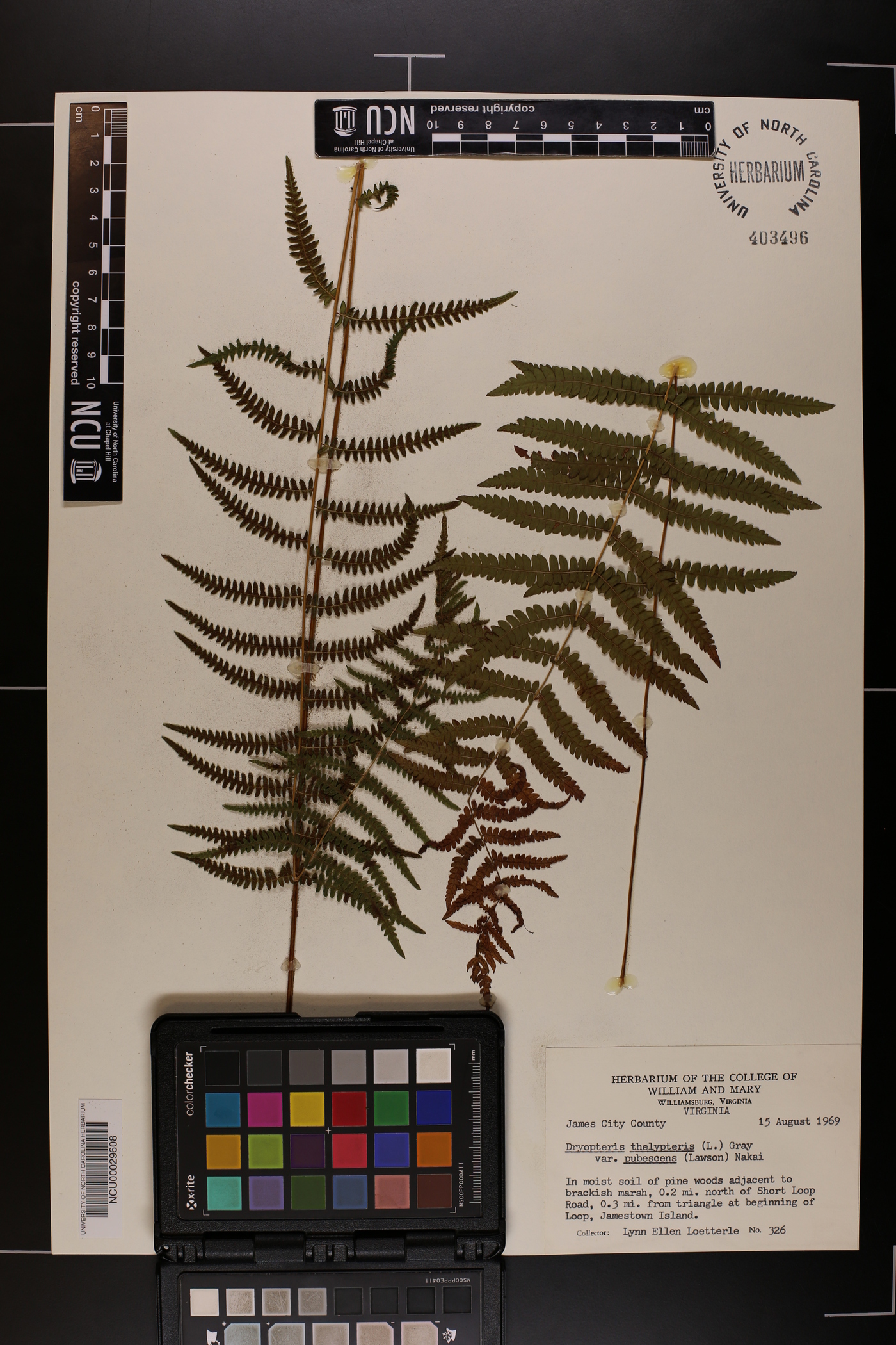 Dryopteris thelypteris var. pubescens image