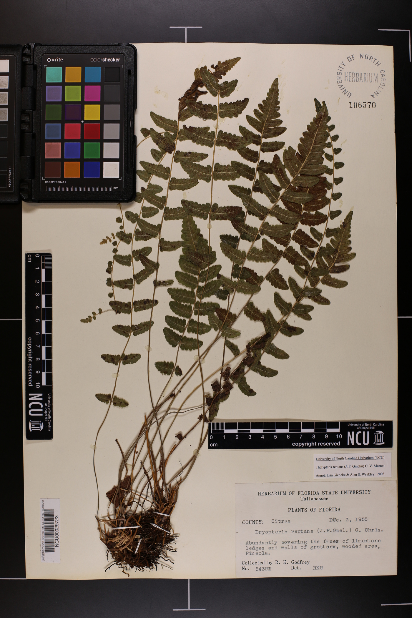 Thelypteris reptans image