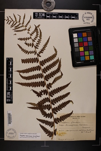 Dryopteris ludoviciana image