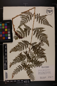 Dryopteris campyloptera image