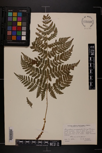 Dryopteris campyloptera image