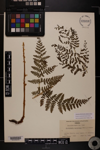 Dryopteris campyloptera image