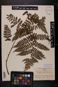 Dryopteris campyloptera image