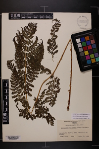 Dryopteris campyloptera image