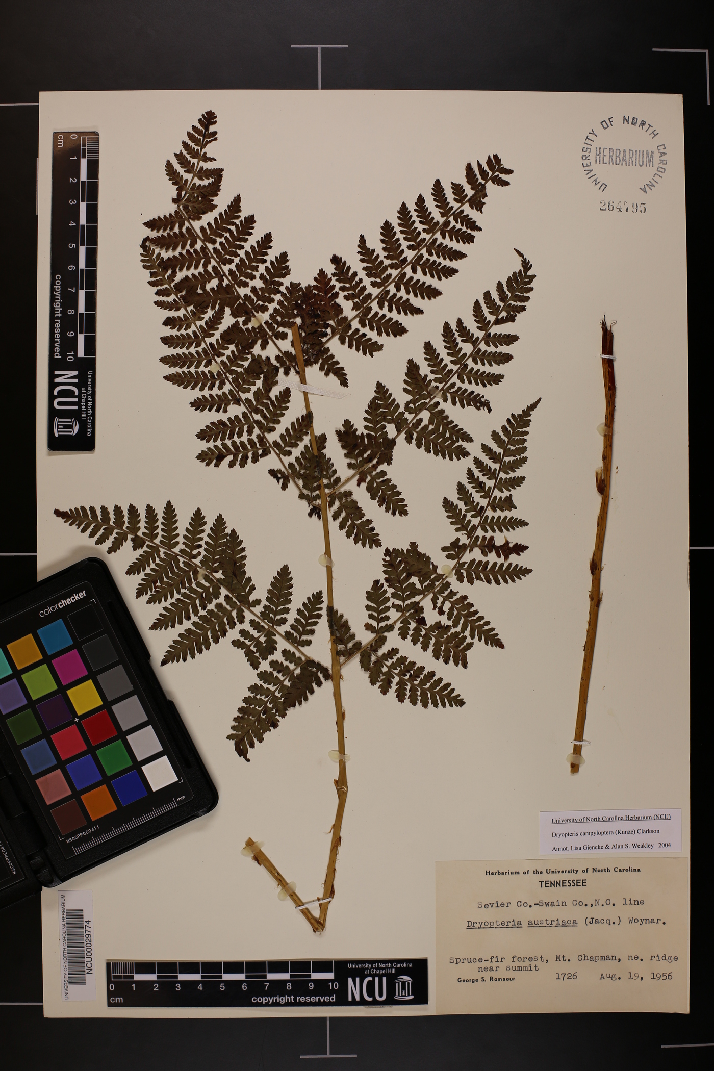 Dryopteris campyloptera image