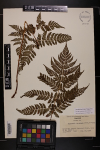 Dryopteris campyloptera image