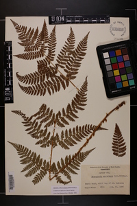 Dryopteris campyloptera image