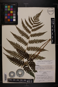 Dryopteris celsa image