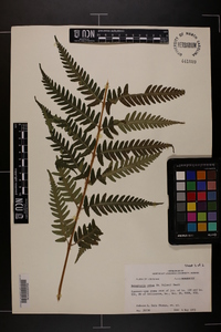 Dryopteris celsa image