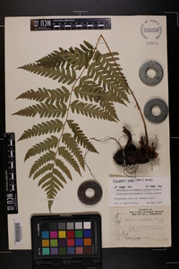 Dryopteris celsa image