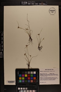 Cyperus neotropicalis image