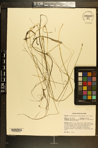 Schoenoplectus subterminalis image