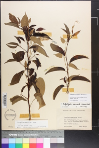 Calystegia catesbeiana subsp. sericata image