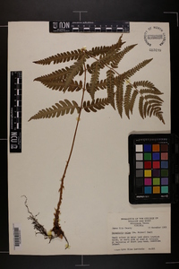 Dryopteris celsa image