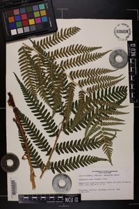 Dryopteris celsa image