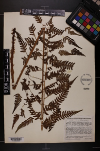 Dryopteris celsa image