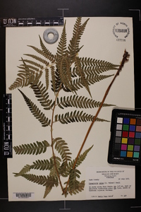 Dryopteris celsa image