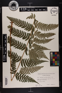 Dryopteris goldieana image