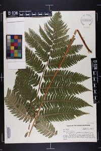 Dryopteris goldieana image