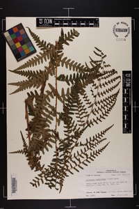 Dryopteris ludoviciana image