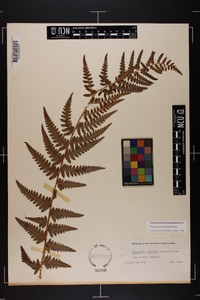 Dryopteris ludoviciana image