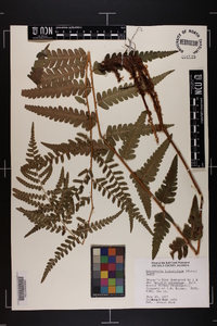 Dryopteris ludoviciana image