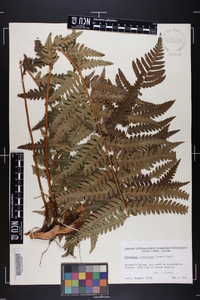 Dryopteris ludoviciana image