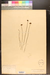 Schizaea pectinata image