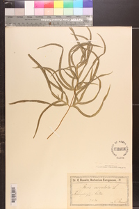 Pteris serrulata image