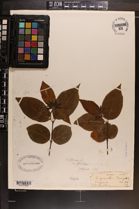 Calycanthus floridus var. floridus image