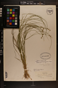 Carex echinata image