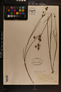 Juncus scirpoides image