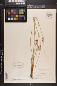 Juncus coriaceus image