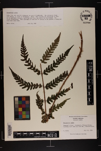 Dryopteris celsa image