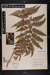 Dryopteris celsa image