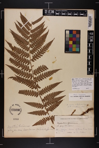 Dryopteris celsa image