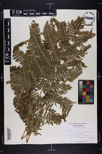 Dryopteris goldieana image