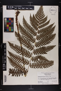 Dryopteris goldieana image