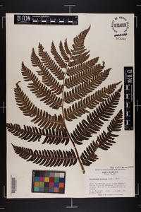 Dryopteris goldieana image